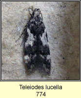 Teleiodes lucella