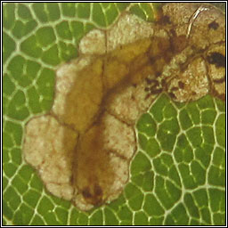 Stigmella tityrella