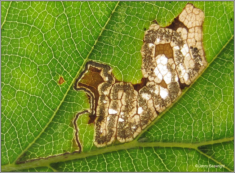 Stigmella tityrella