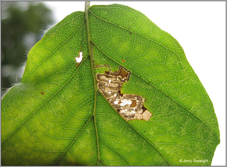 Stigmella tityrella