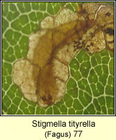 Stigmella tityrella