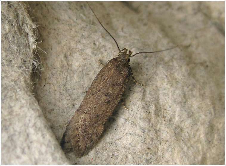 Bryotropha terrella