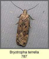 Bryotropha terrella