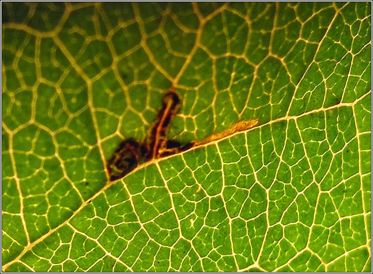 Stigmella incognitella