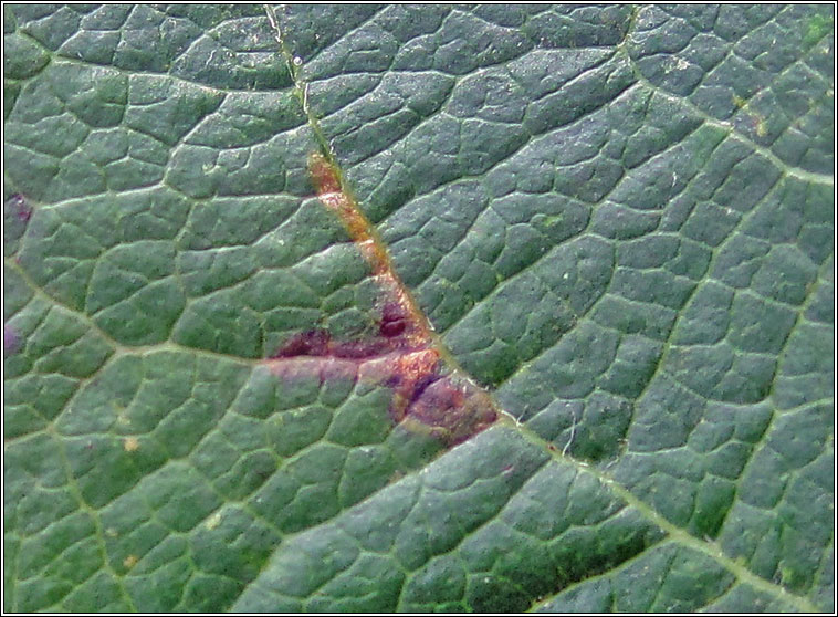 Stigmella incognitella