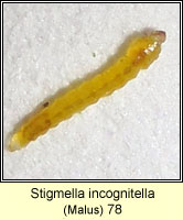 Stigmella incognitella