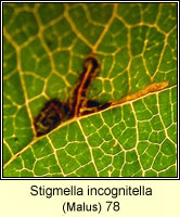 Stigmella incognitella