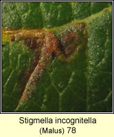 Stigmella incognitella