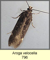 Aroga velocella