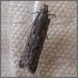 Neofaculta ericetella