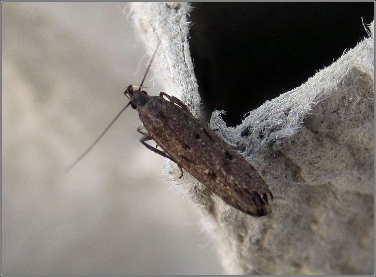 Neofaculta ericetella