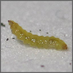 Stigmella perpygmaeella