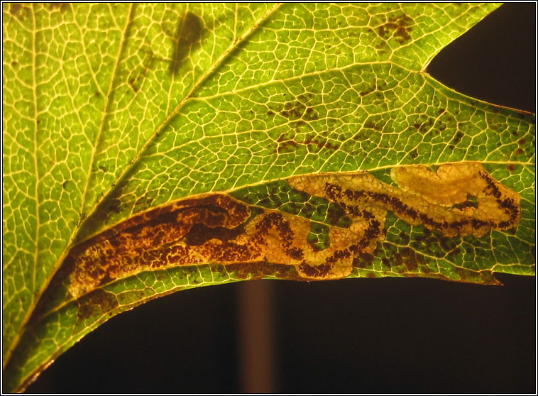 Stigmella perpygmaeella