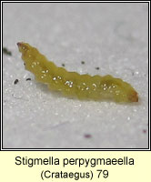 Stigmella perpygmaeella