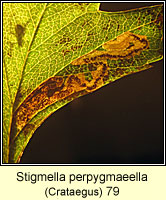 Stigmella perpygmaeella