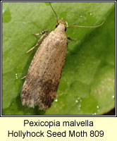 Pexicopia malvella Hollyhock Seed Moth