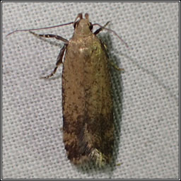 Pexicopia malvella Hollyhock Seed Moth