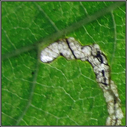 Stigmella ulmivora