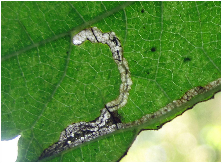 Stigmella ulmivora