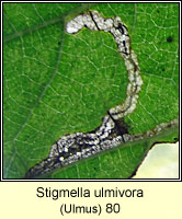 Stigmella ulmivora