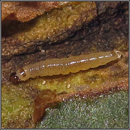 Scrobipalpa ocellatella