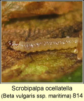 Scrobipalpa ocellatella