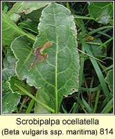 Scrobipalpa ocellatella