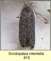 Scrobipalpa nitentella