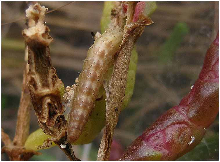 Scrobipalpa nitentella