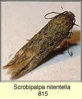 Scrobipalpa nitentella