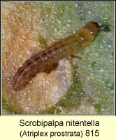 Scrobipalpa nitentella