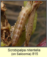 Scrobipalpa nitentella