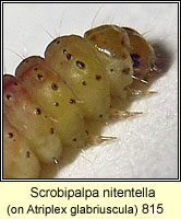 Scrobipalpa nitentella