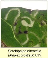 Scrobipalpa nitentella