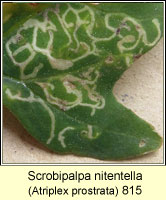 Scrobipalpa nitentella