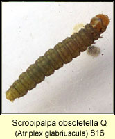 Scrobipalpa obsoletella