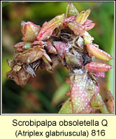 Scrobipalpa obsoletella