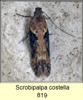 Scrobipalpa costella 