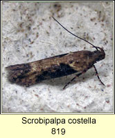 Scrobipalpa costella 