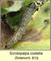 Scrobipalpa costella 