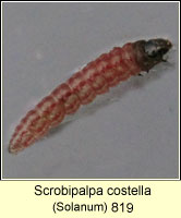 Scrobipalpa costella 