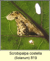 Scrobipalpa costella 