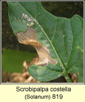 Scrobipalpa costella 