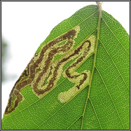 Stigmella hemargyrella