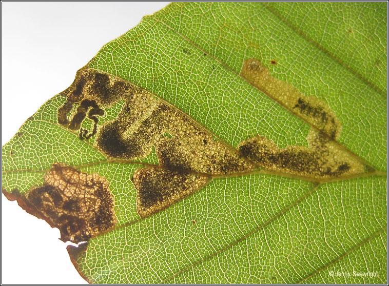 Stigmella hemargyrella