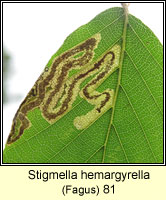 Stigmella hemargyrella (leaf mine)