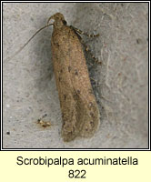 Scrobipalpa acuminatella