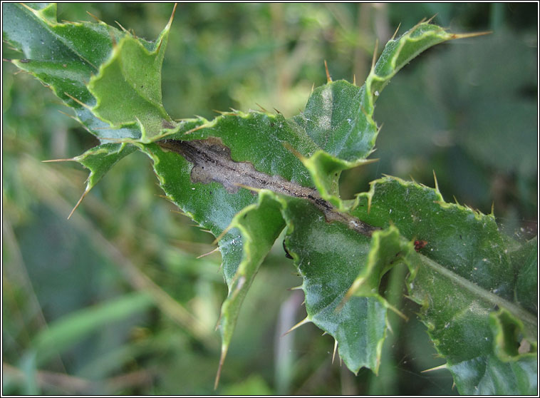 Scrobipalpa acuminatella