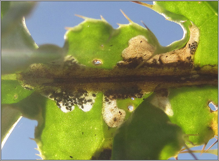 Scrobipalpa acuminatella