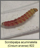 Scrobipalpa acuminatella